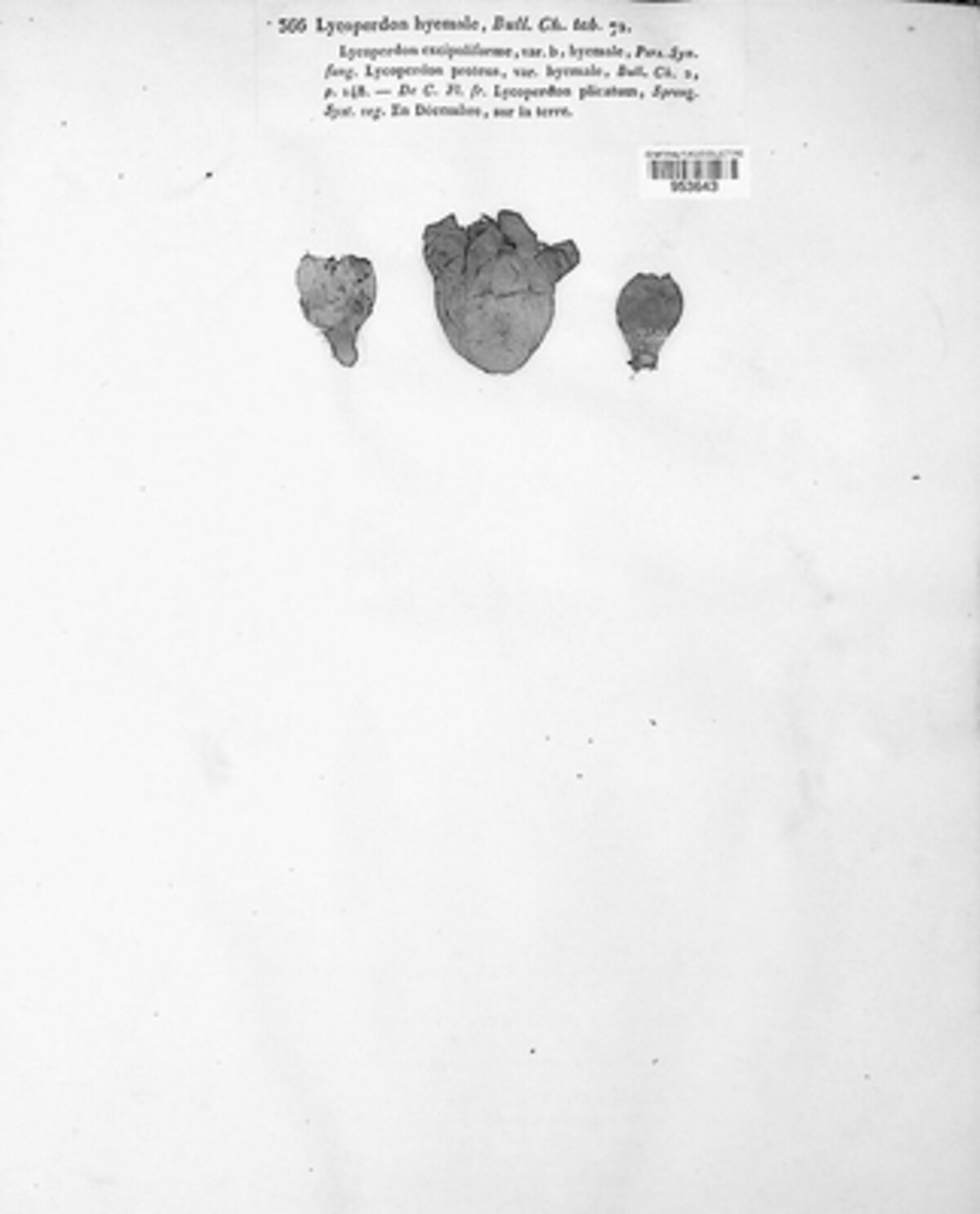Lycoperdon hyemali image